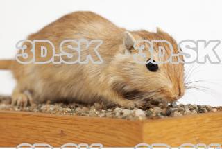 Gerbil - Meriones meridionus 0023